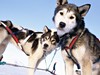 Dogsledge